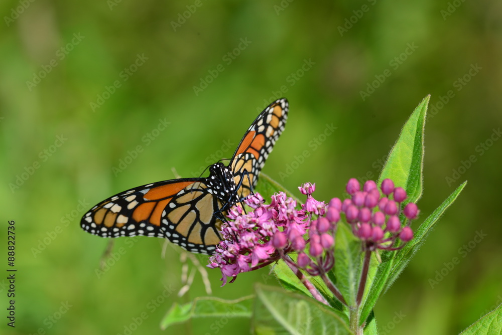 Fototapeta premium Monarch Butterfly on Pink Kolanchoe