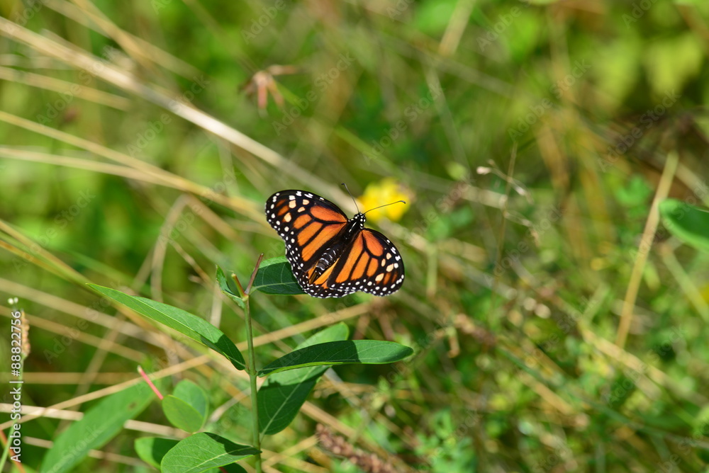 Obraz premium Monarch Butterfly on branch