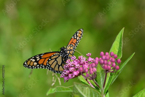 Monarch Butterfly on Pink Kolanchoe © andromeda108