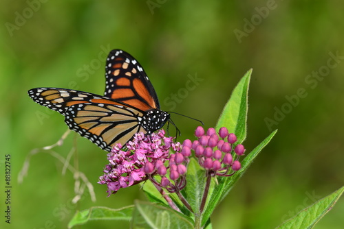 Monarch Butterfly on pink flower © andromeda108