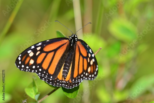 Monarch Butterfly resting on branch