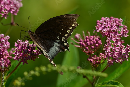 Black Swallowtail Butterfly resting on flower