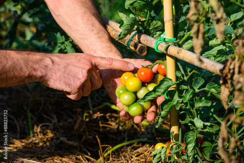 Piante di Pomodori di Pachino, sviluppo curare, agricoltura