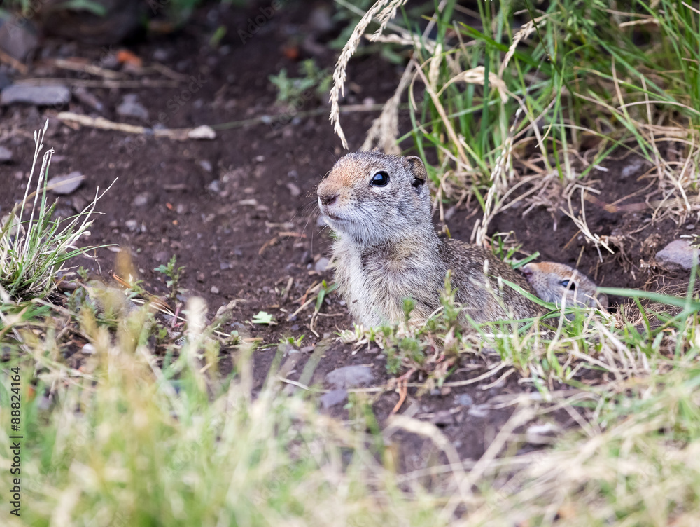 Fototapeta premium Uinta Ground Squirrel