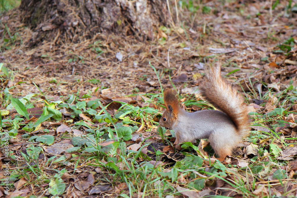 squirrel standing on the ground on his hind legs squirrel standing on the ground on his hind legs