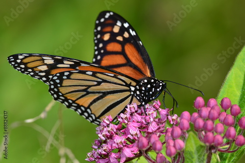 Monarch Butterfly on pink kolanchoe