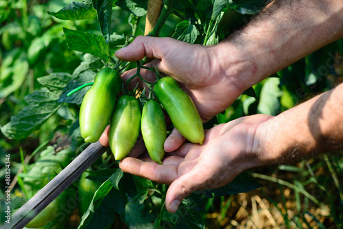 Piante di Pomodori San Marzano, sviluppo curare, agricoltura