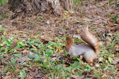 squirrel standing on the ground on his hind legs © Alexey Kirillov