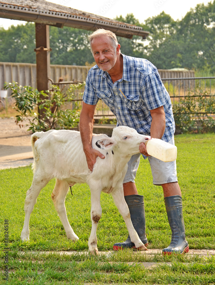 Fototapeta premium Veterinario dando de beber leche a una ternera con un biberon.
