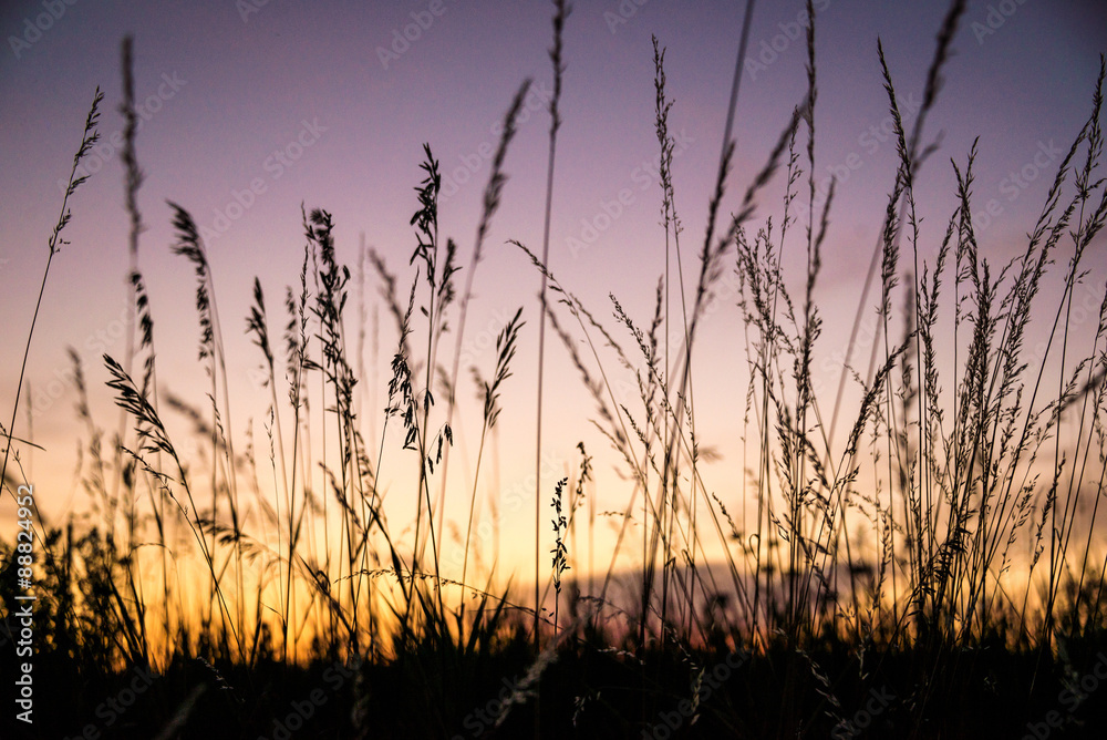 Romantic sunset with the summer grass Romantic sunset with the summer grass