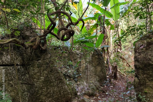Rocky jungle