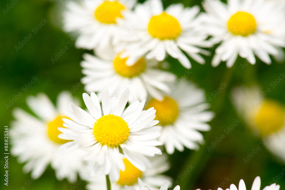 Fototapeta premium White daisy flowers on green bokeh background close-up