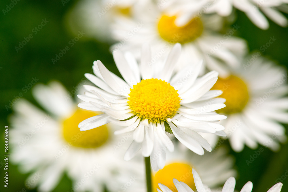 Fototapeta premium White daisy flowers on green bokeh background close-up