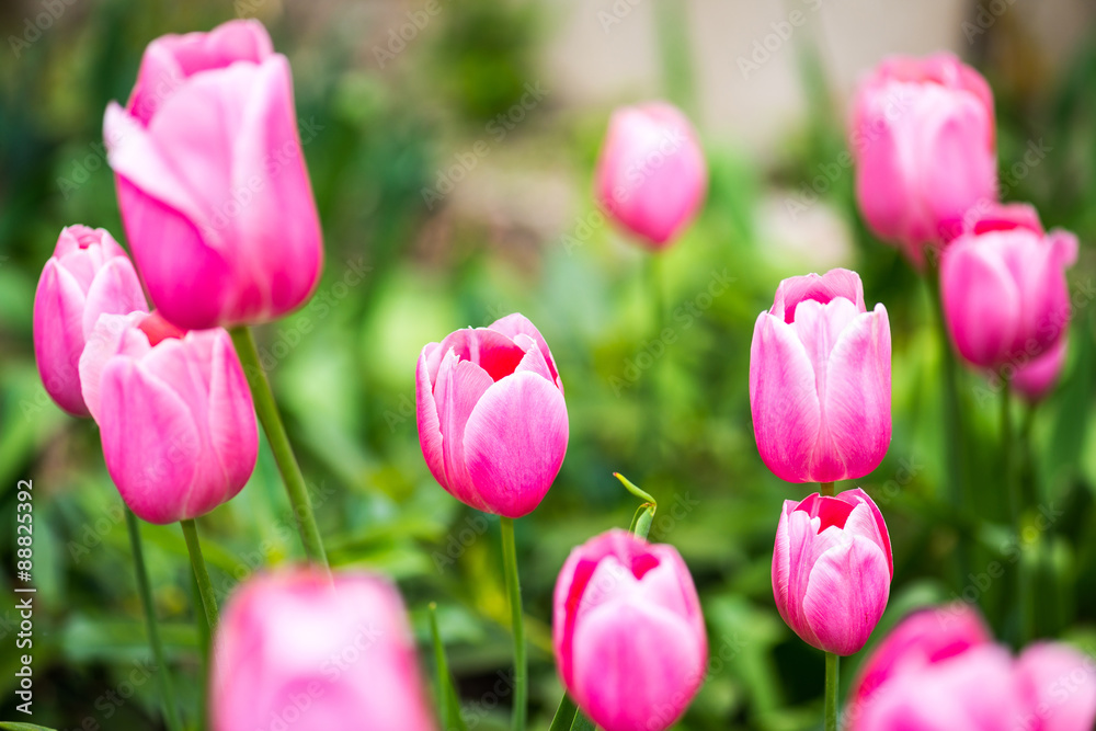 Pink tulips with green bokeh background close-up Pink tulips with green bokeh background close-up