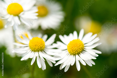 White daisy flowers on green bokeh background close-up