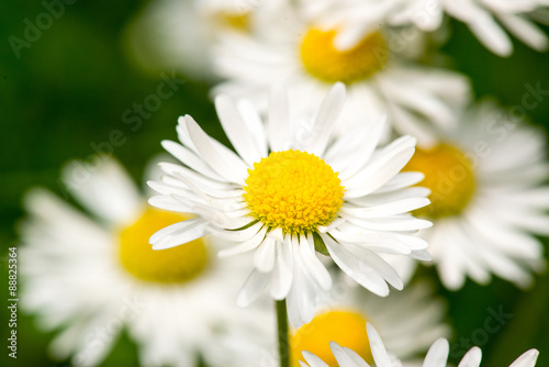 Fototapeta Naklejka Na Ścianę i Meble -  White daisy flowers on green bokeh background close-up