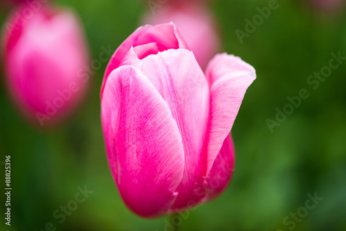 Pink tulips with green bokeh background close-up