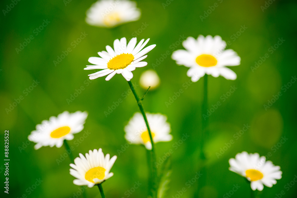 Fototapeta premium White daisy flowers