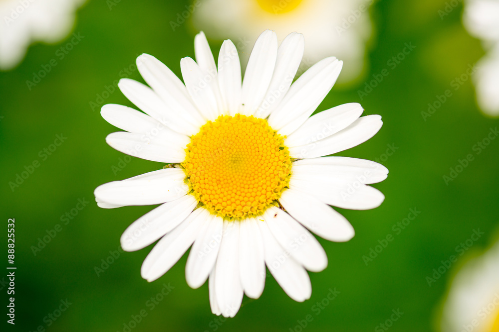 Fototapeta premium White daisy flowers