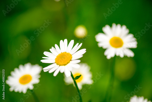 White daisy flowers