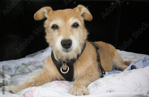 Cute Jack Russell/Yorkshire terrier crosss lying on pale blanket with dark background staring with eyes wide open at the camera. With ears raised and front legs spread.