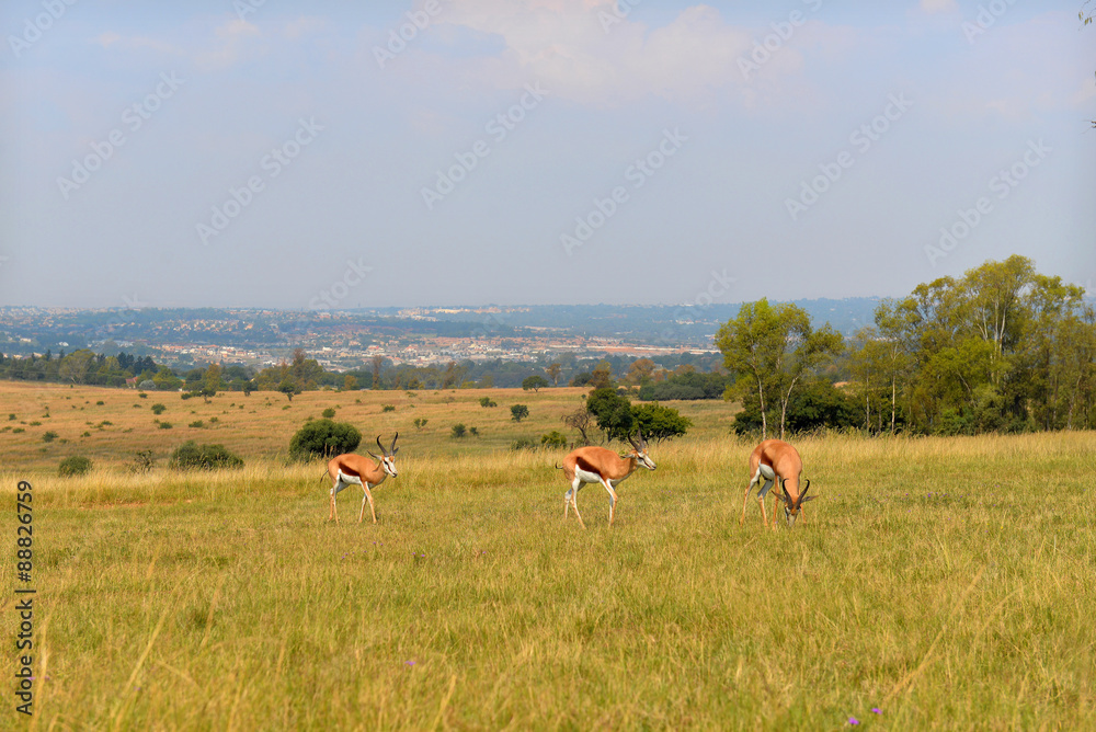 Impala (antelope), national park South Africa.
Impala (antelope), national park South Africa.
