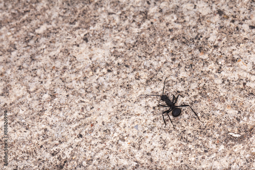 ant, a large black ant walking on a concrete floor ant, a large black ant walking on a concrete floor