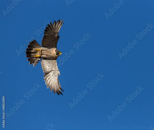 Peregrine Falcon in flight