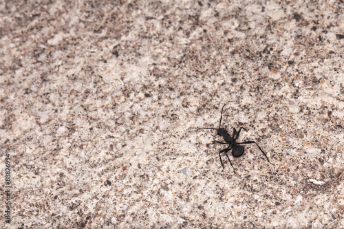 ant, a large black ant walking on a concrete floor