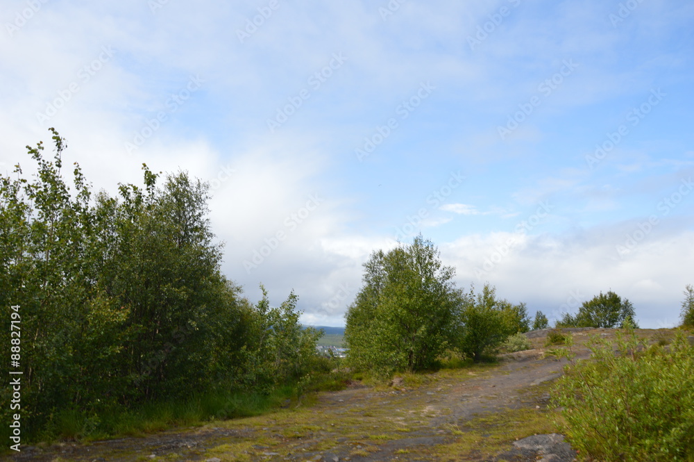 Fototapeta premium Северное лето