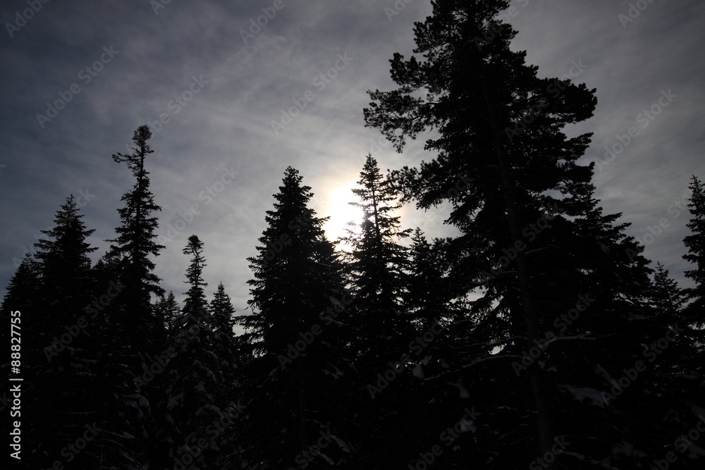pine trees under snow