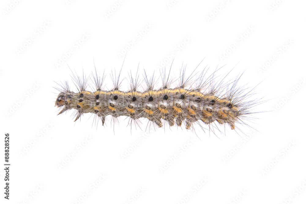 Colored caterpillar on a white background Colored caterpillar on a white background