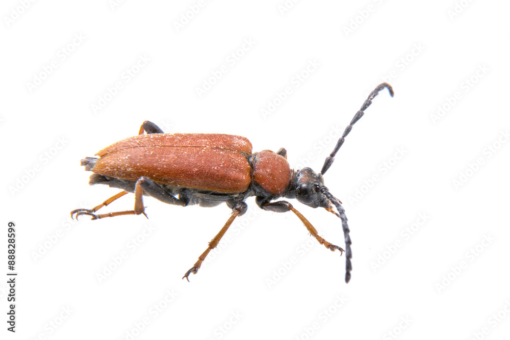 Rusty beetle on a white background Rusty beetle on a white background