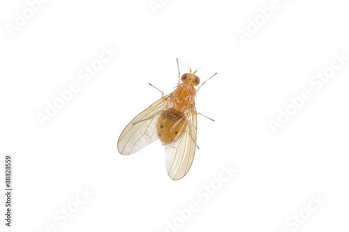 Beige fly on a white background