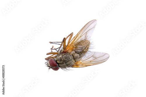 Brown fly on a white background