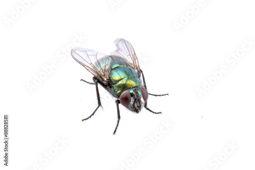 Green fly on a black background