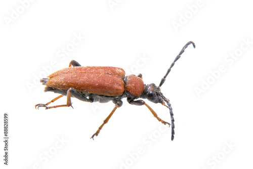 Rusty beetle on a white background © NERYX