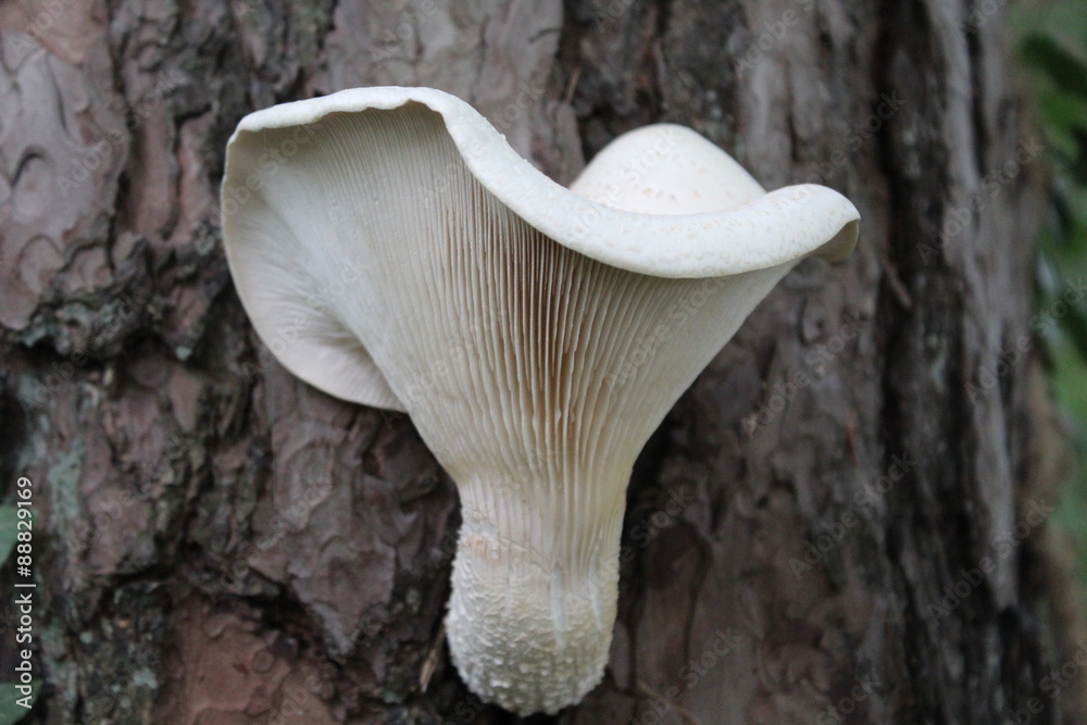 Weißer Lamellen-Pilz wächst an einem Baumstamm