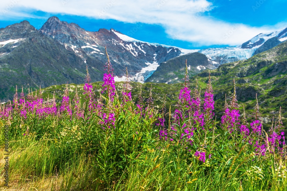 Alpine Wildflowers Scenery