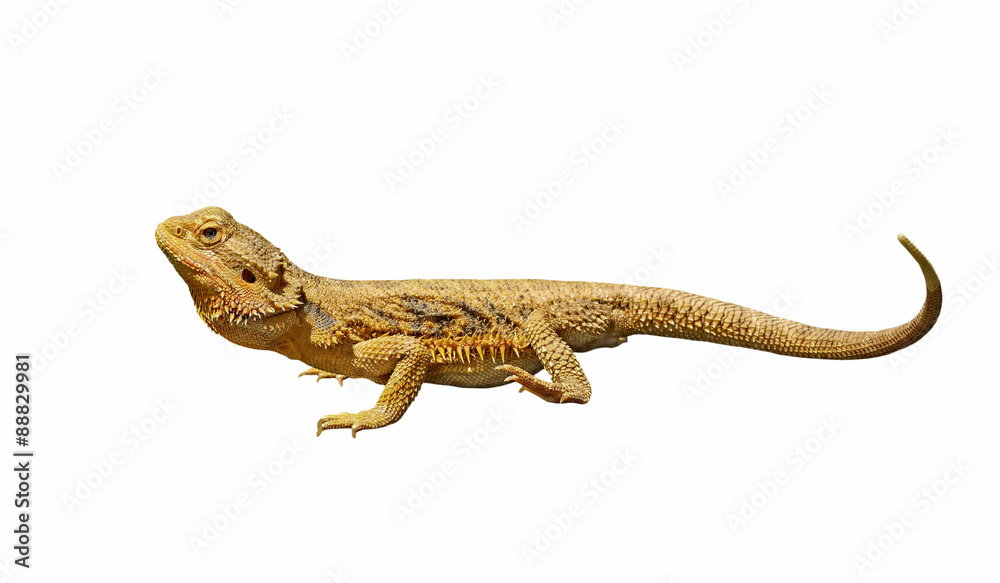 Fototapeta premium bearded dragon or pogona vitticeps isolated on white