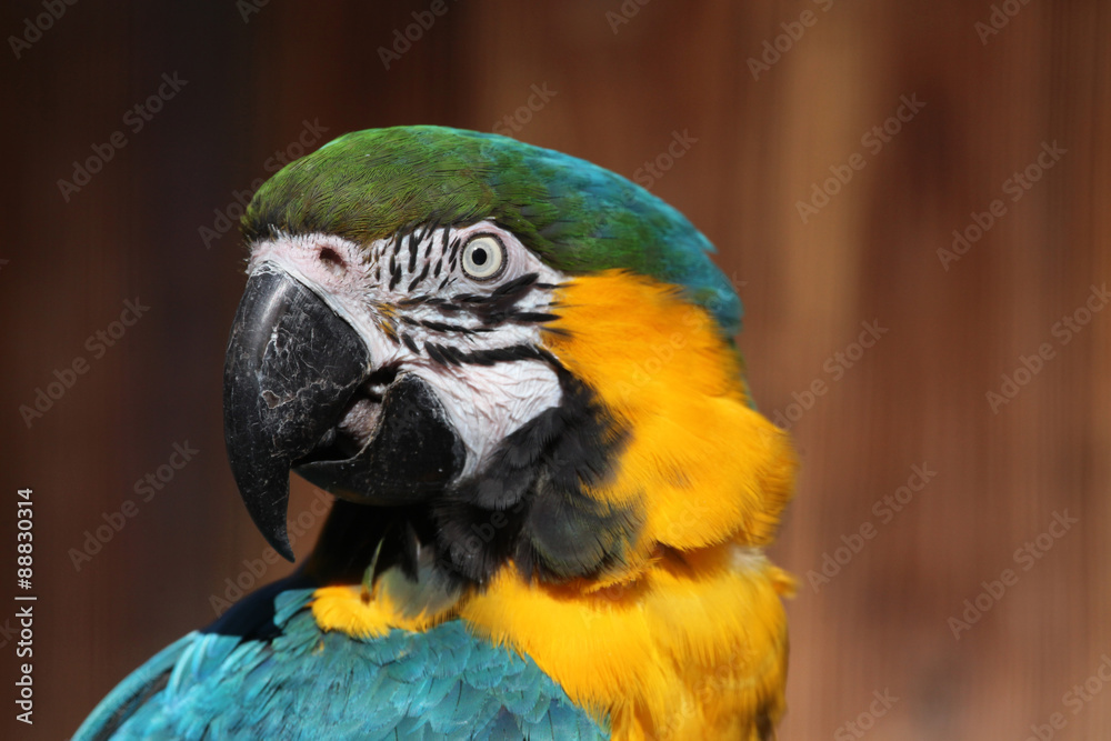 Blue-and-yellow macaw (Ara ararauna). Blue-and-yellow macaw (Ara ararauna).