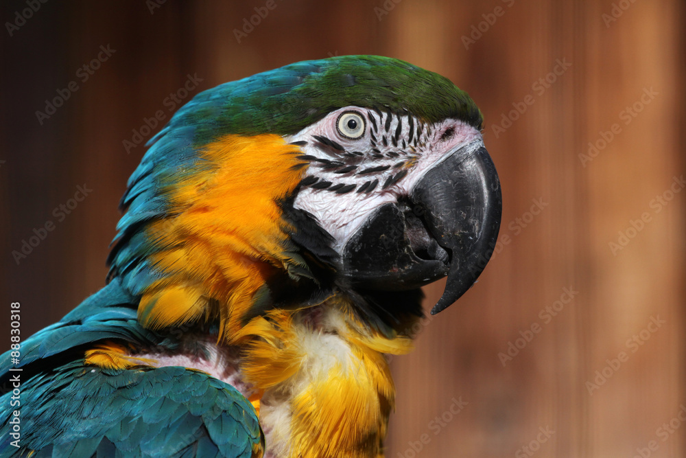 Blue-and-yellow macaw (Ara ararauna).