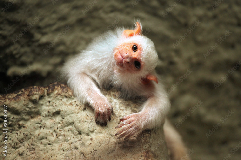 Fototapeta premium Silvery marmoset (Mico argentatus).