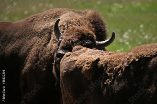 European bison (Bison bonasus).