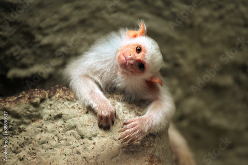 Silvery marmoset (Mico argentatus). photo