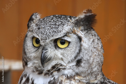 Great horned owl (Bubo virginianus).