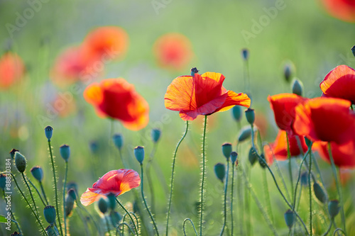 Fototapeta Naklejka Na Ścianę i Meble -  Close up of poppy flower