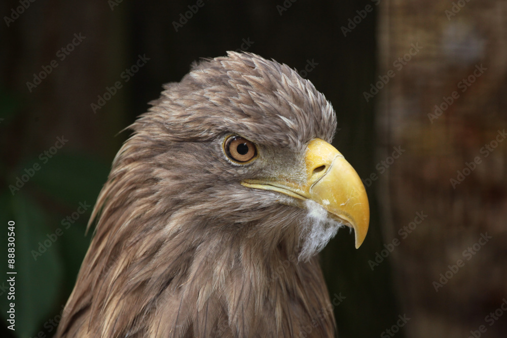 White-tailed eagle (Haliaeetus albicilla). White-tailed eagle (Haliaeetus albicilla).