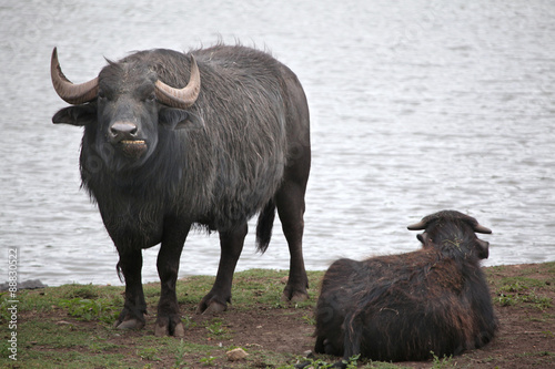 Asian water buffalo  Bubalus bubalis .