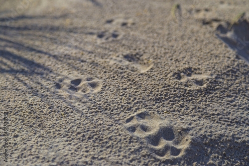 Dog Paw Prints on Sand in Dunes at De Haan, Belgian north sea coast